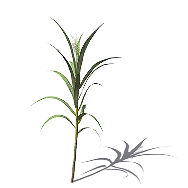 XfrogPlants Sugar Cane
