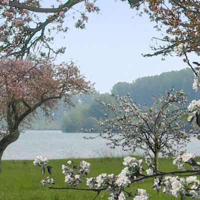 11 trees in full blossom