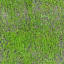 Texture grass