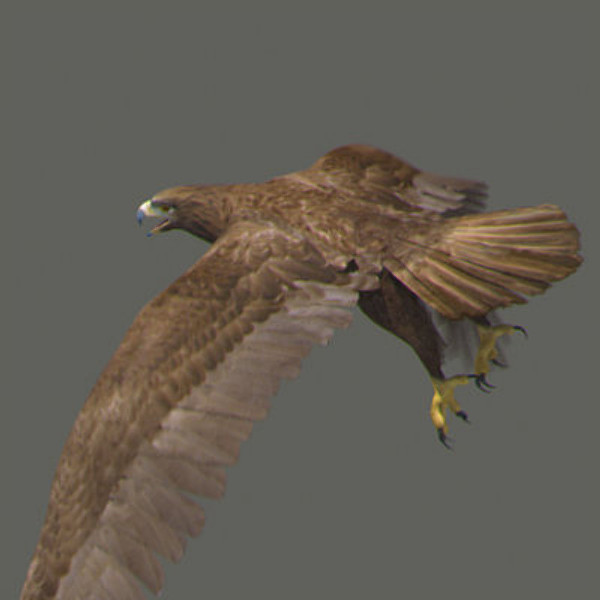Animated Bald & Golden Eagles