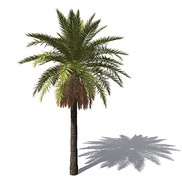 XfrogPlants Canary Date Palm