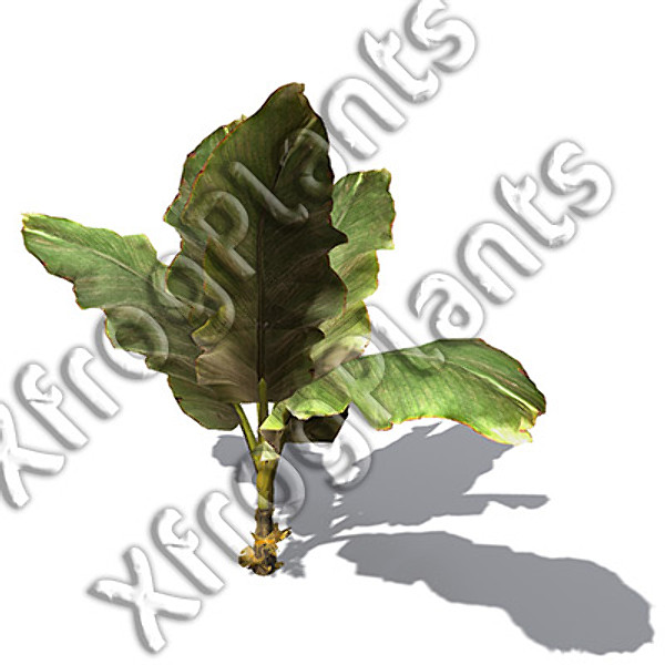 XfrogPlants Tropical Trees and Plants DVD
