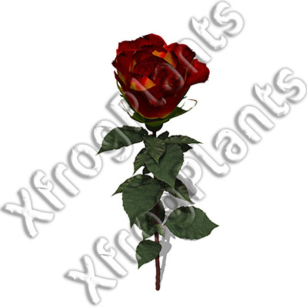 3ds max flowers 1 dvd mixed - XfrogPlants Mixed Popular Flowers 1 DVD by xfrog