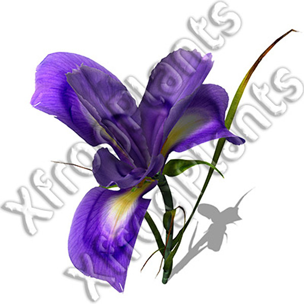 3ds max flowers 1 dvd mixed - XfrogPlants Mixed Popular Flowers 1 DVD by xfrog