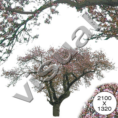 11 trees in full blossom