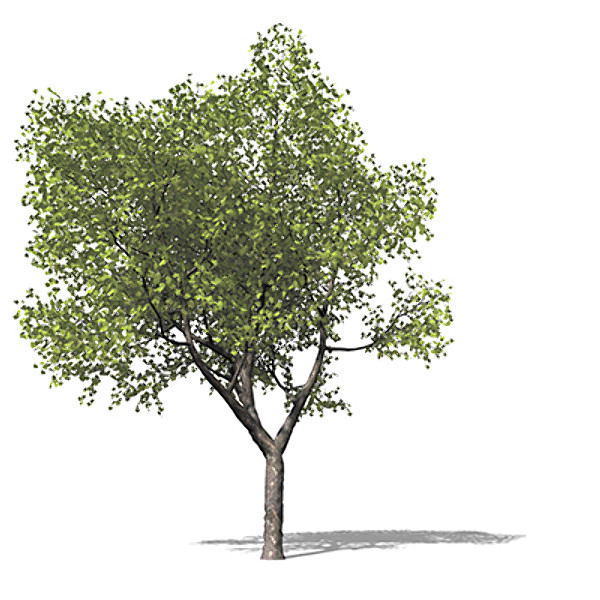 3d model of xfrogplants american planetree tree - XfrogPlants American Planetree by xfrog