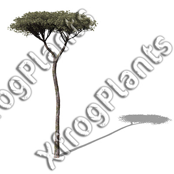 XfrogPlants Mediterranean Trees DVD