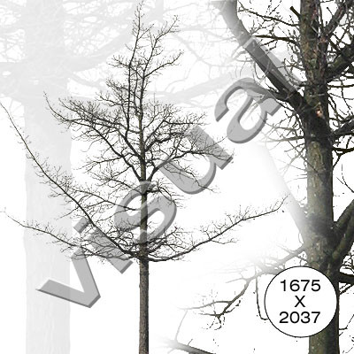 11 middle-sized trees winter