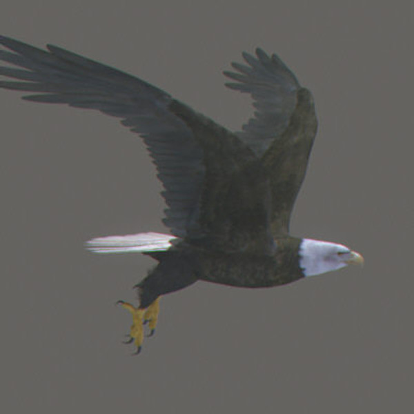 Animated Bald & Golden Eagles