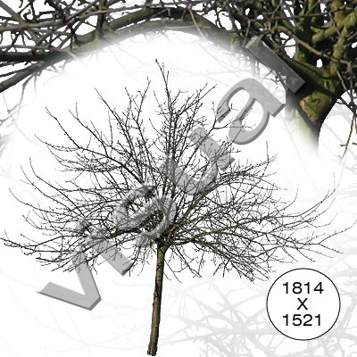 11 middle-sized trees winter