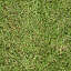 Texture grass
