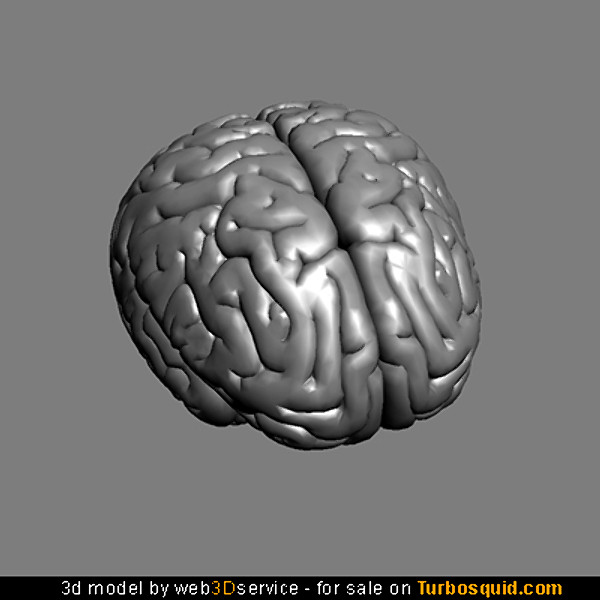 Brain 3D model