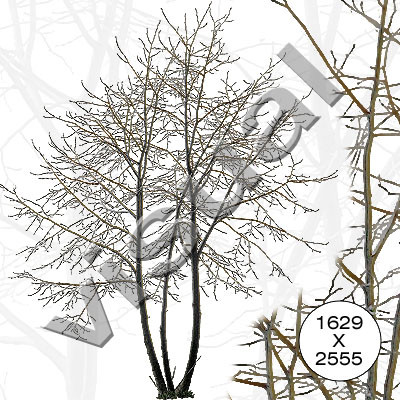 11 middle-sized trees winter