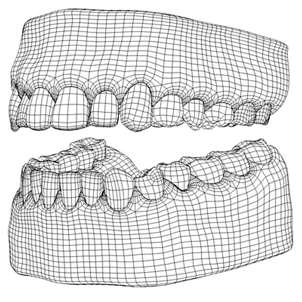 3d model human teeth gums - Teeth with gums by Pekdemir