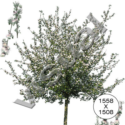 11 trees in full blossom