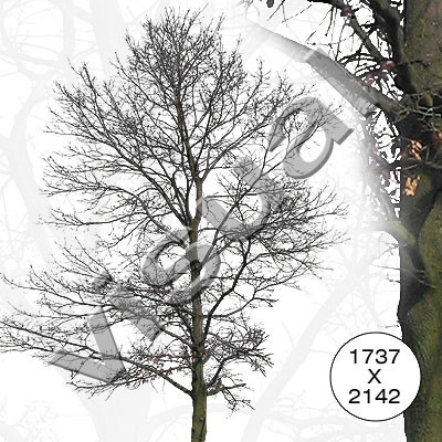 11 middle-sized trees winter