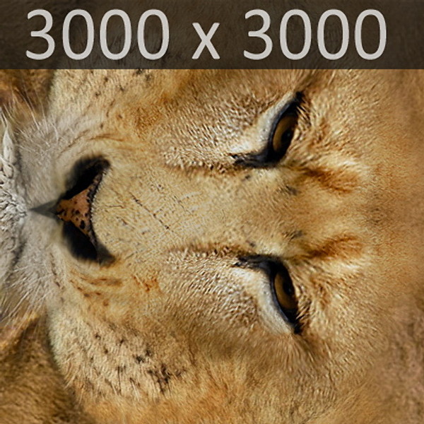3ds max lion fur - Lion Animated by NONECG