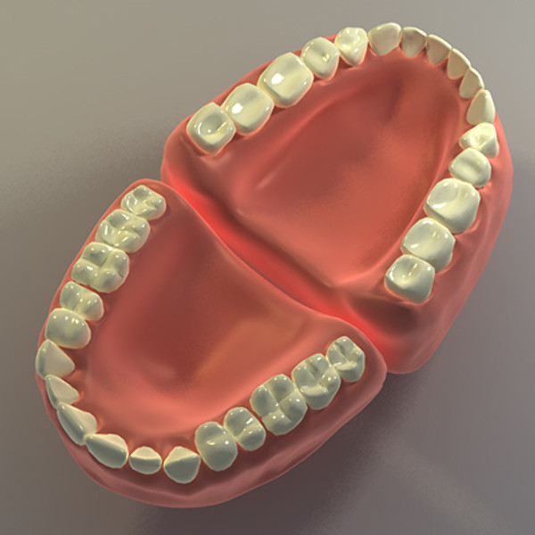 3d model human teeth gums - Teeth with gums by Pekdemir