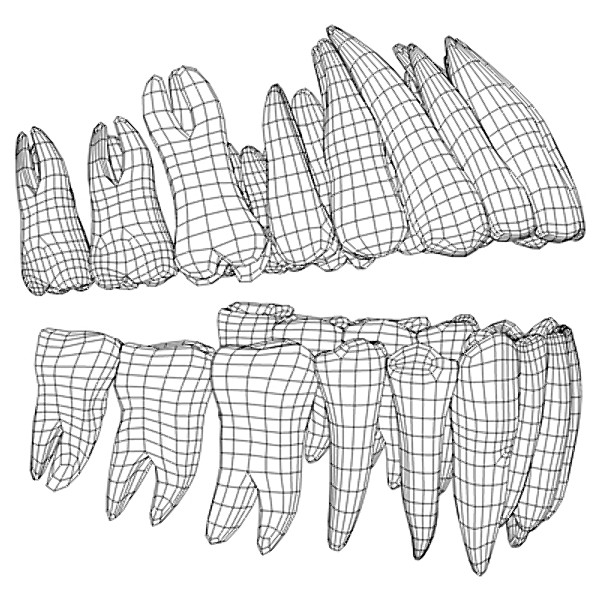 3d model human teeth gums - Teeth with gums by Pekdemir