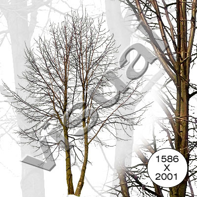11 middle-sized trees winter