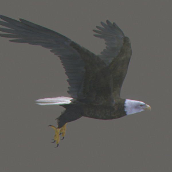 max eagle beak wings - Bald Eagle Animated by NONECG