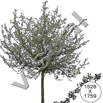 11 trees in full blossom