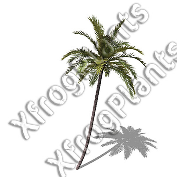 XfrogPlants Tropical Trees and Plants DVD