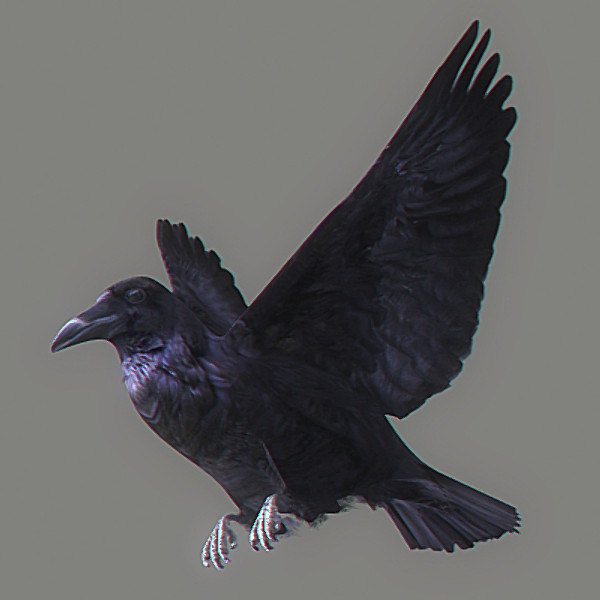 crow max - Crow Animated by NONECG
