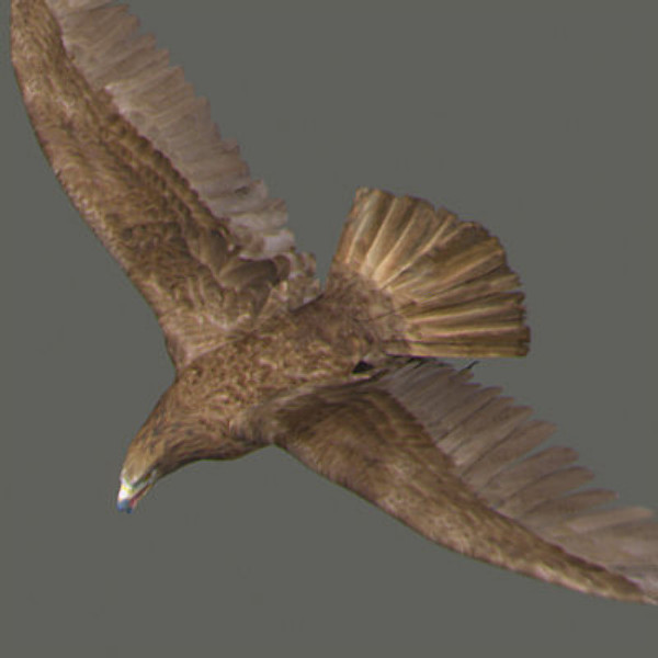 Animated Bald & Golden Eagles