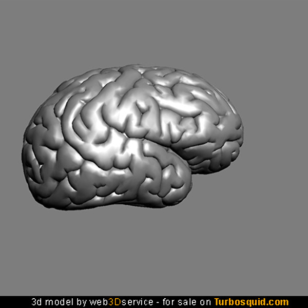 Brain 3D model