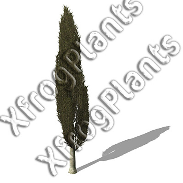 XfrogPlants Mediterranean Trees DVD