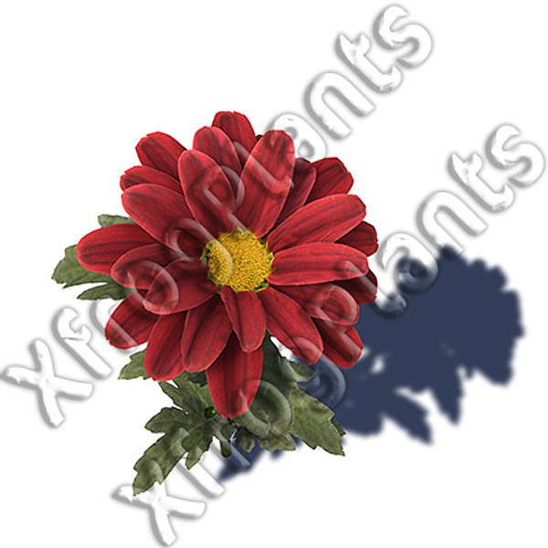 3ds max flowers 1 dvd mixed - XfrogPlants Mixed Popular Flowers 1 DVD by xfrog
