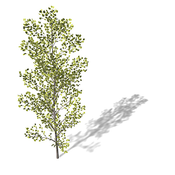 3d model xfrogplants balsam poplar tree - XfrogPlants Balsam Poplar by xfrog