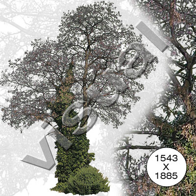 11 middle-sized trees winter