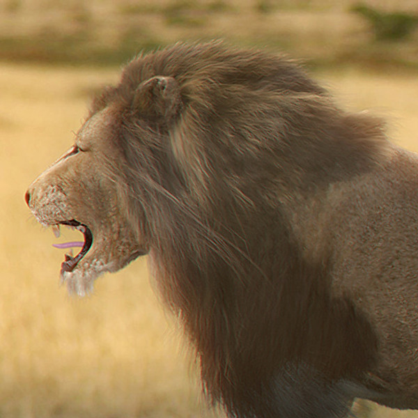 3ds max lion fur - Lion Animated by NONECG