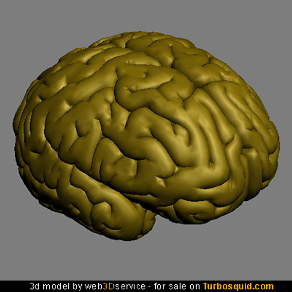 Brain 3D model