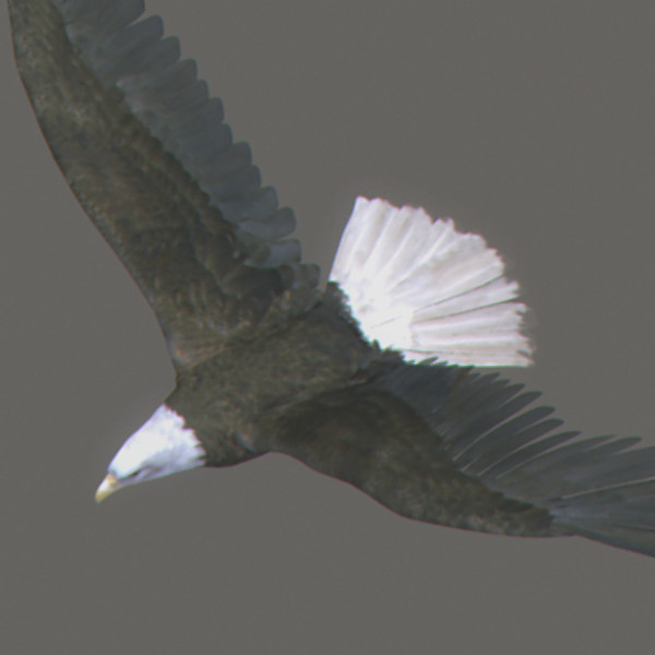 max eagle beak wings - Bald Eagle Animated by NONECG