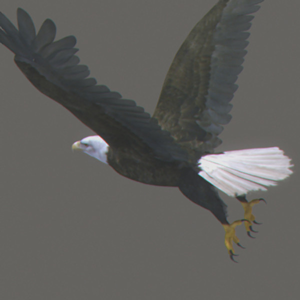 max eagle beak wings - Bald Eagle Animated by NONECG