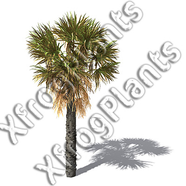 XfrogPlants Tropical Trees and Plants DVD