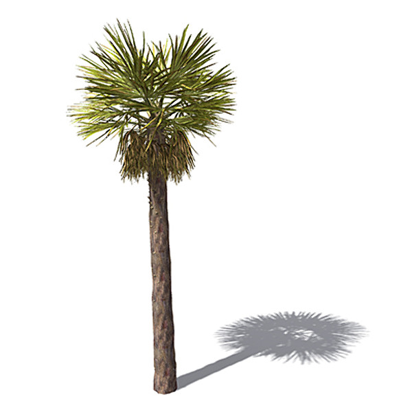 XfrogPlants Chinese Windmill Palm