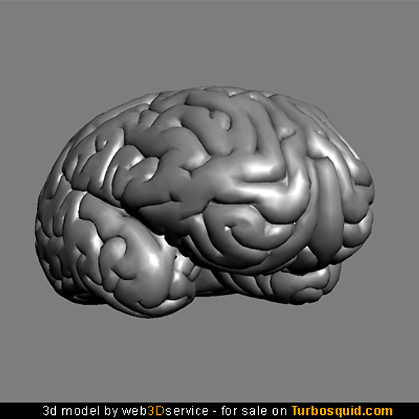 Brain 3D model