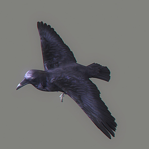 crow max - Crow Animated by NONECG
