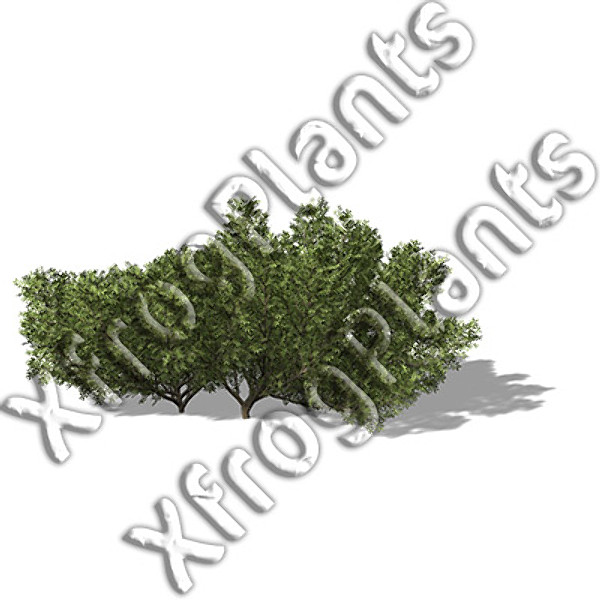 XfrogPlants Mediterranean Trees DVD
