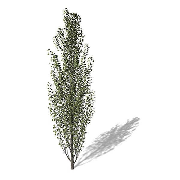 maya xfrogplants lombardy poplar tree - XfrogPlants Lombardy Poplar EU by xfrog