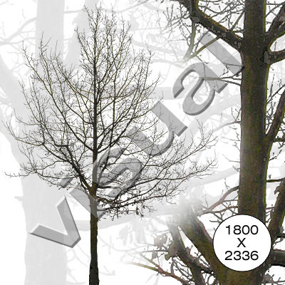 11 middle-sized trees winter