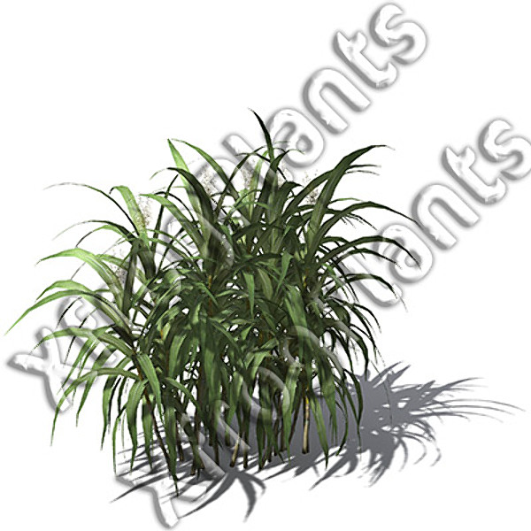 XfrogPlants Tropical Trees and Plants DVD