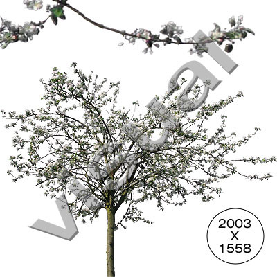 11 trees in full blossom