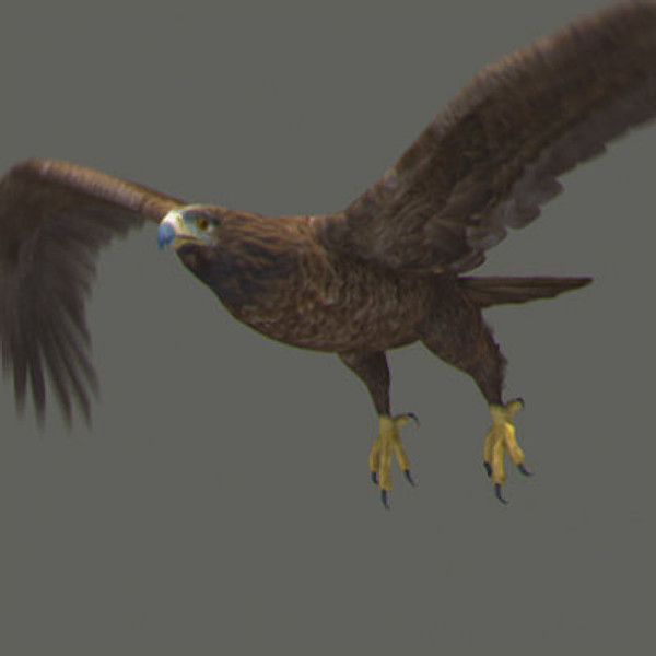Animated Bald & Golden Eagles