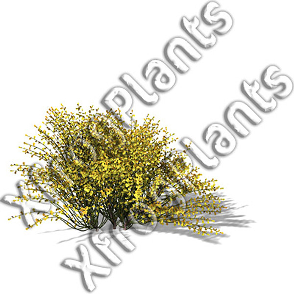 XfrogPlants Mediterranean Trees DVD