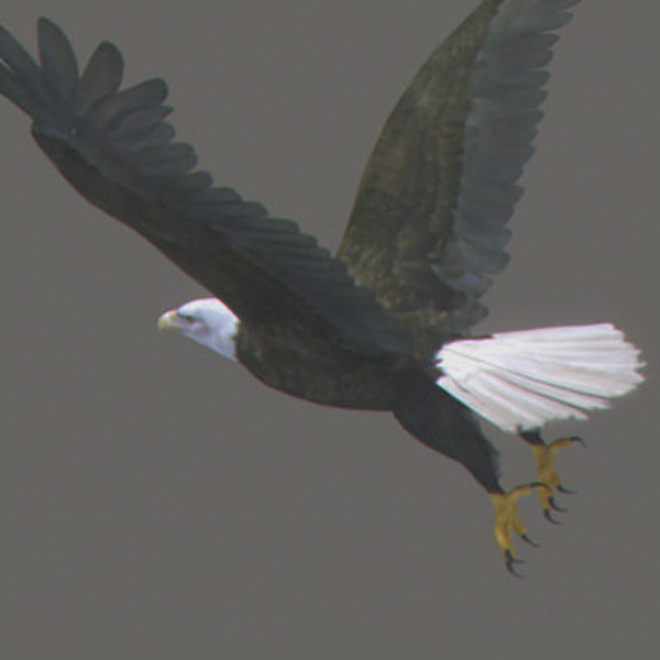Animated Bald & Golden Eagles